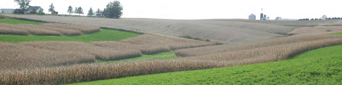 small fields of corn on a hillside
