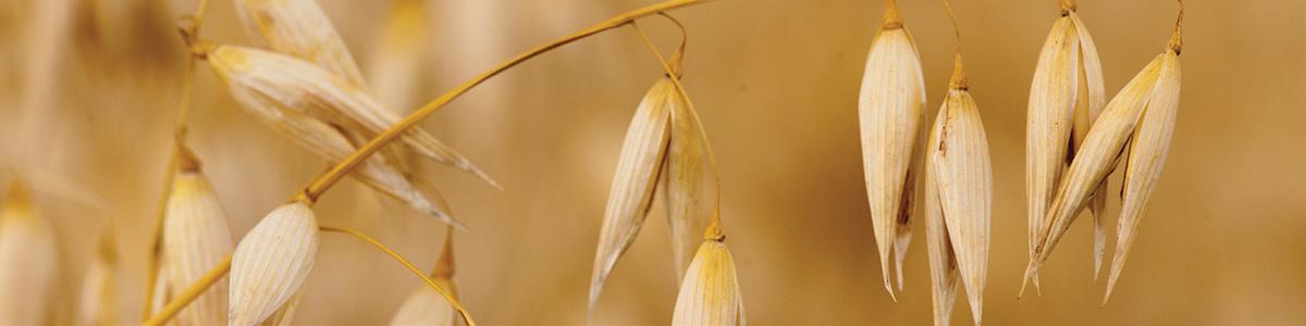 close up of oat plants