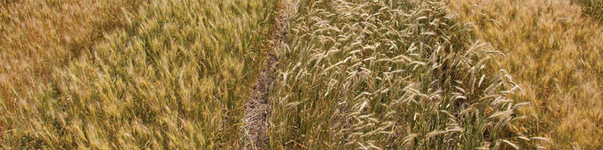 winter wheat plots